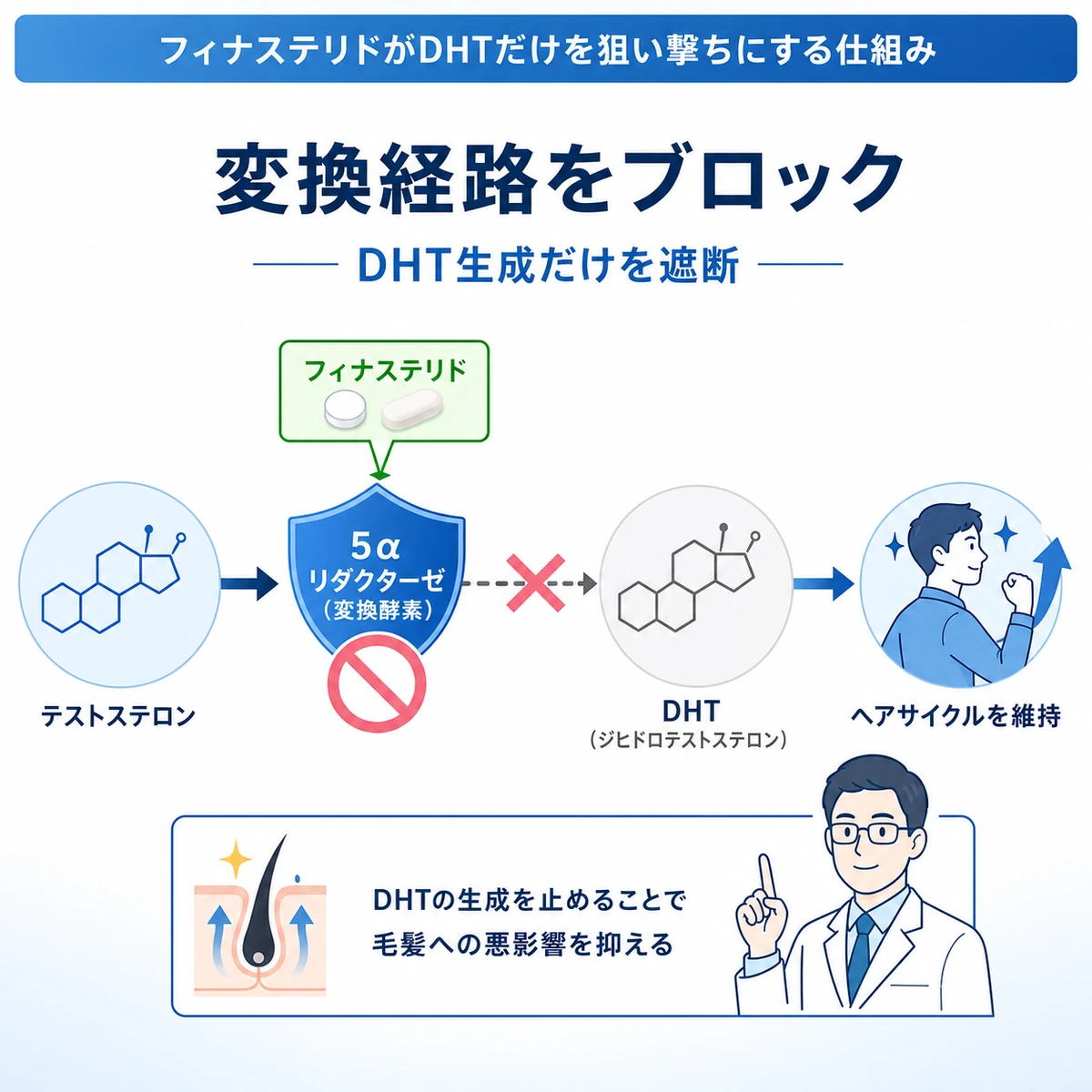 フィナステリドが5αリダクターゼを阻害しDHT生成を止める流れを左から右で表した医療イラスト