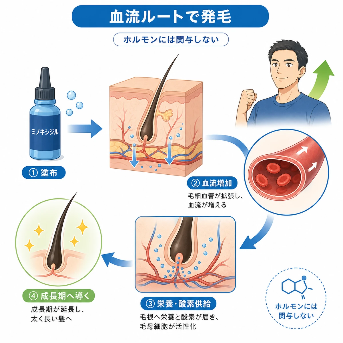 ミノキシジルが血流を増やして毛包を成長期へ導く仕組みを断面で表した医療イラスト