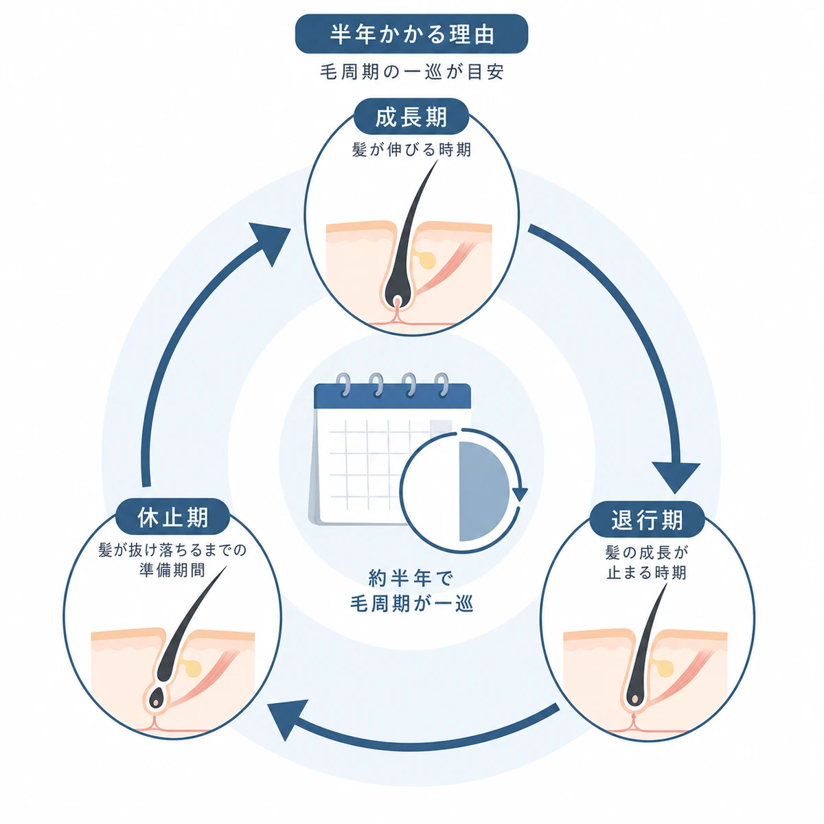 髪が成長期から休止期へ循環する毛周期のしくみを表した医療イラスト
