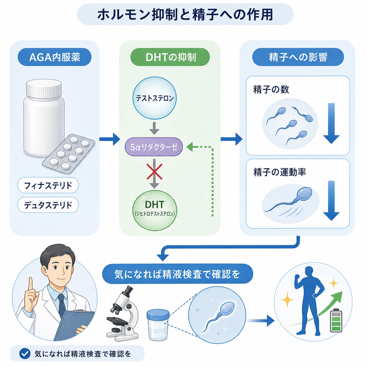 AGA内服薬によるDHT抑制が精子の数や運動率に及ぼす作用を示した医療イラスト