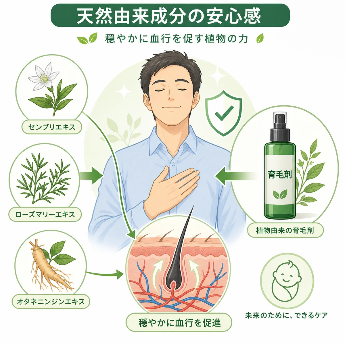 センブリエキスなど植物由来の育毛成分が穏やかに血行を促す安心感を表した医療イラスト