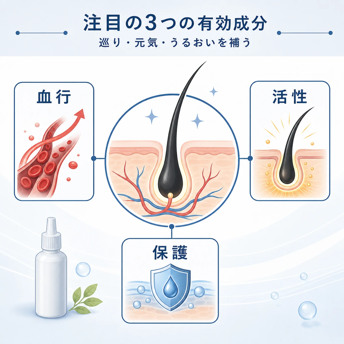 毛根を中心に血行促進と毛根活性と抗炎症の働きを並べた育毛成分の相関図イラスト