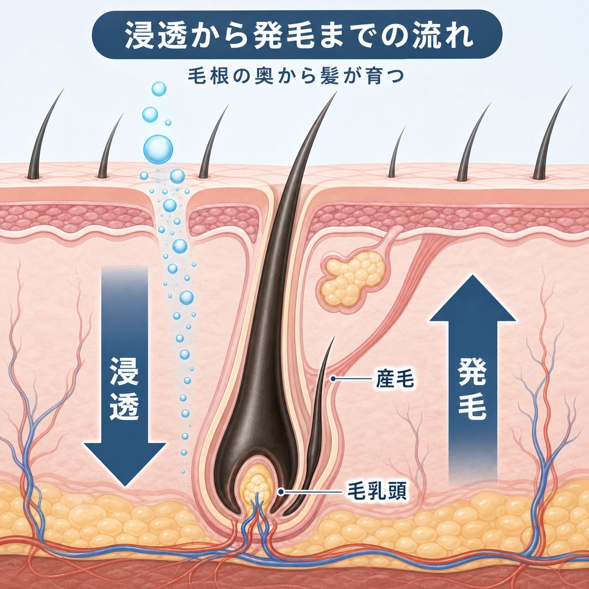 育毛剤が頭皮の奥へ浸透し毛根から新しい髪が育つ流れを断面で表した医療イラスト