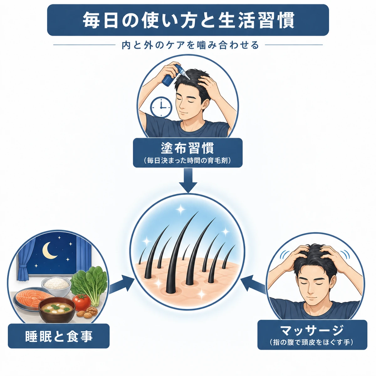 育毛剤の使い方と睡眠や食事など生活習慣が頭皮を支える関係を表した医療イラスト