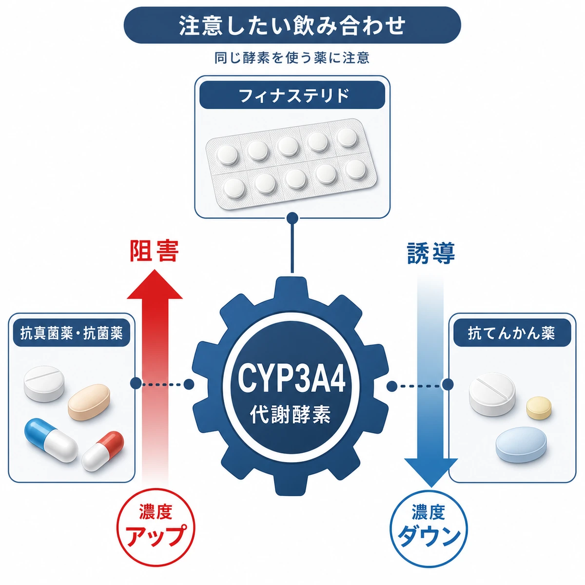 CYP3A4を中心にフィナステリドと相互作用する薬の関係を示した医療相関イラスト
