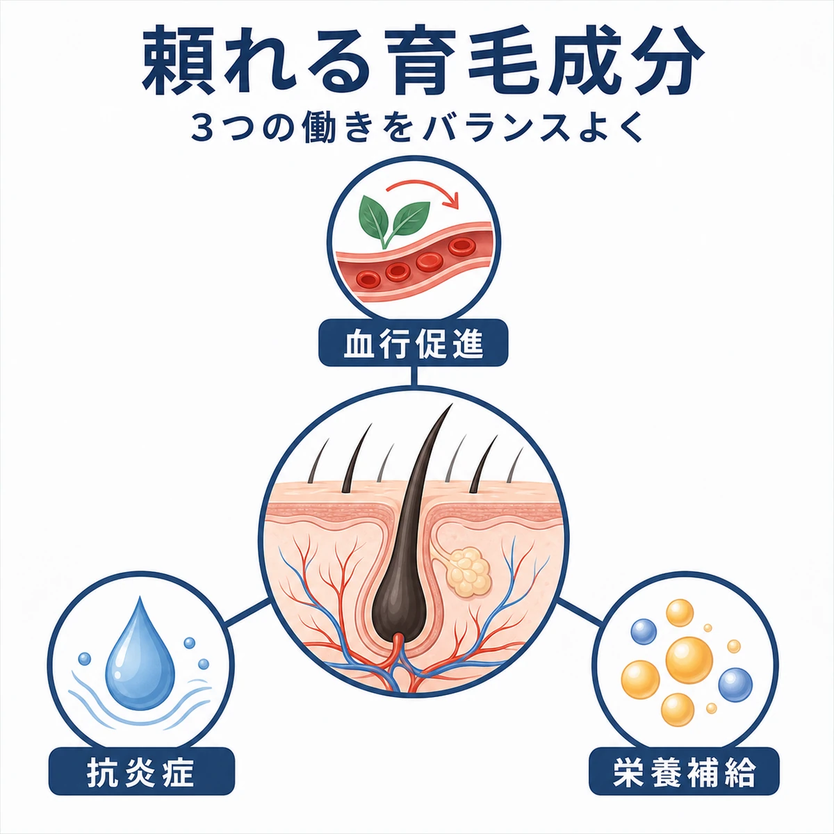 頭皮を中心に3種類の育毛成分の働きをつないだ相関図の医療イラスト