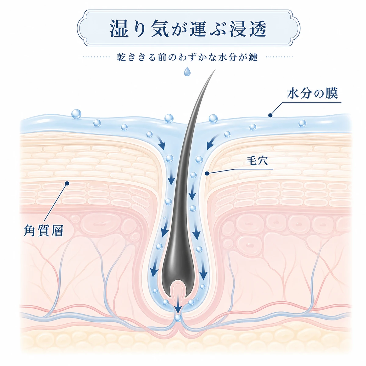タオルドライ後の水分が育毛成分を毛穴の奥へ運ぶ仕組みを表した頭皮断面の医療イラスト