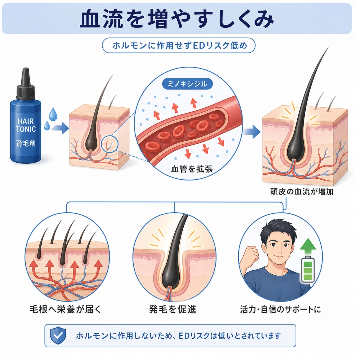 ミノキシジルが頭皮の血流を増やして発毛を促す仕組みを断面図で表した医療イラスト