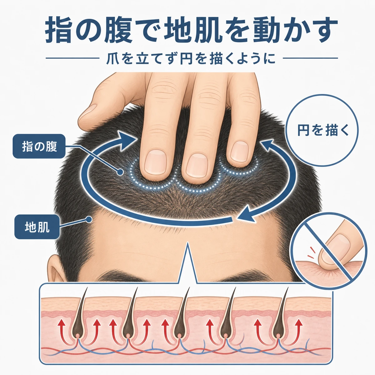 成人男性の指の腹で頭皮を円を描くように動かすマッサージを表した育毛イラスト