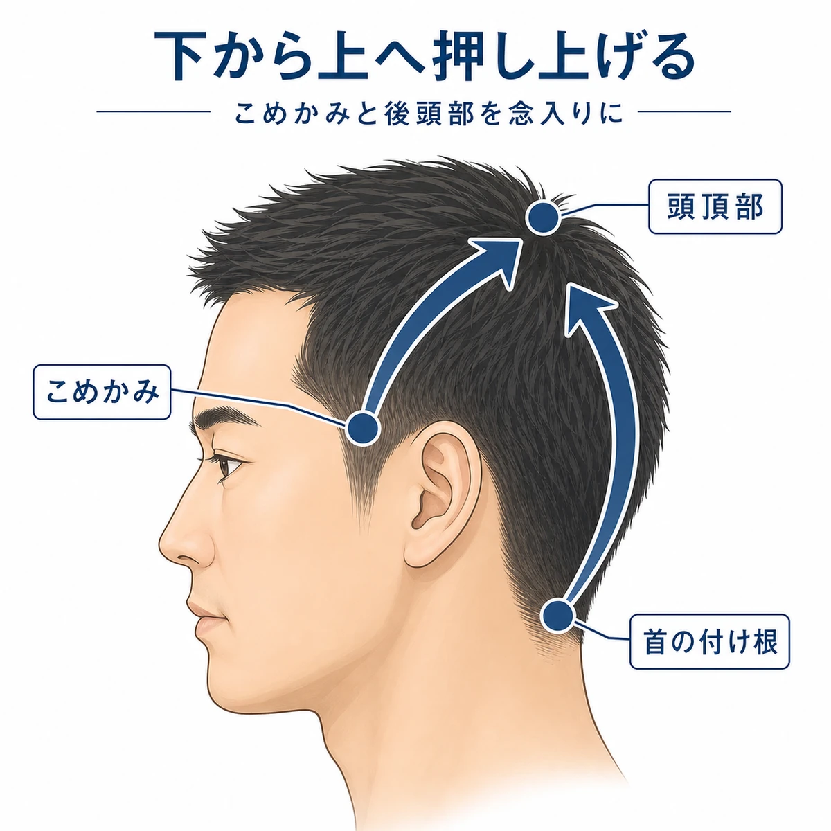こめかみや後頭部から頭頂部へ地肌を押し上げる頭皮の動かし方を表した育毛イラスト
