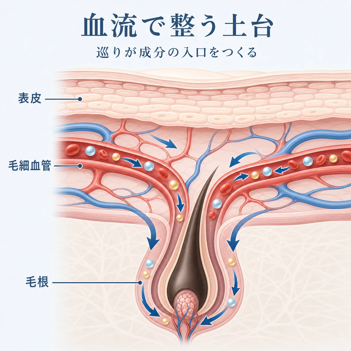 頭皮の断面で血流が毛根へ栄養を届けるしくみを表した医療イラスト
