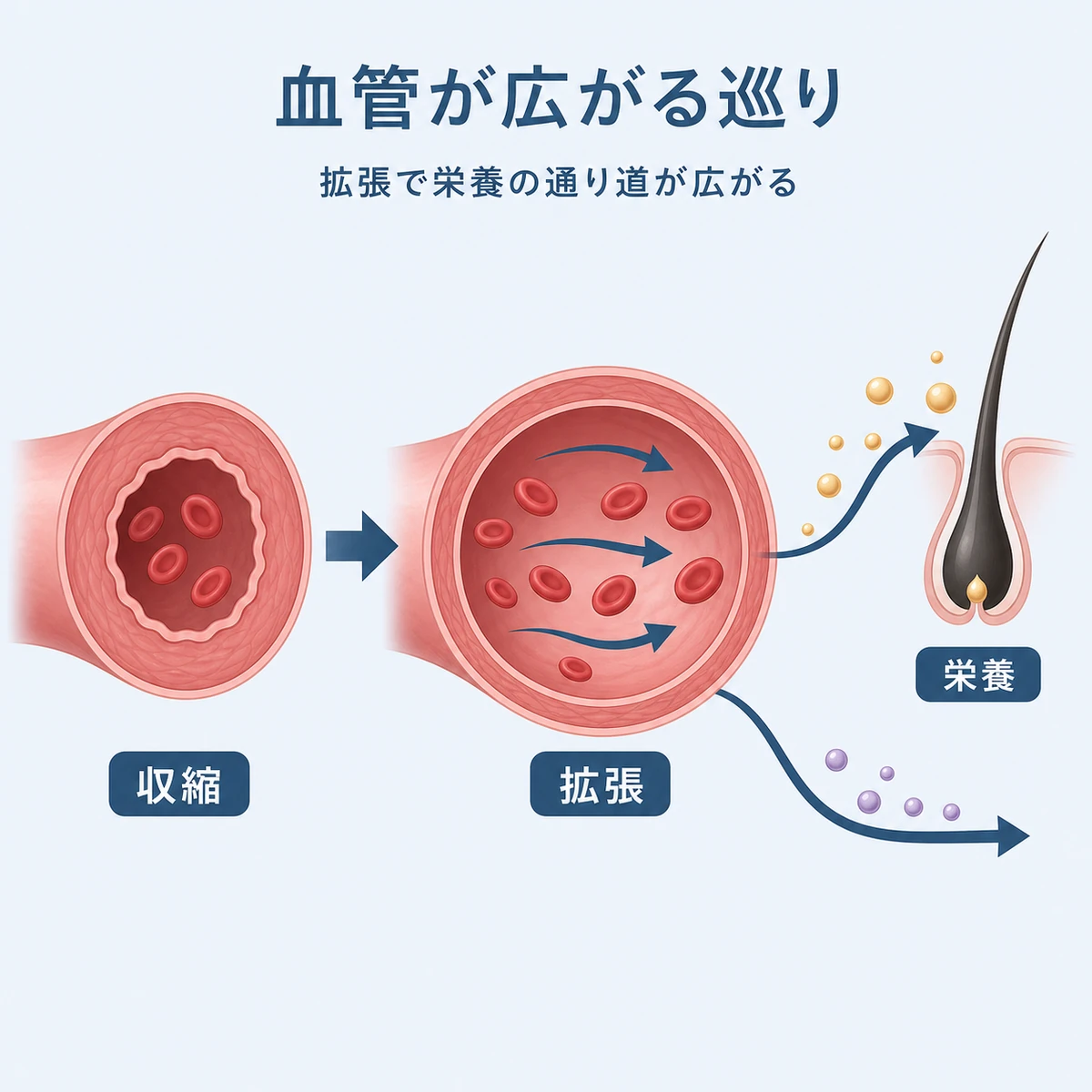 血管の拡張で毛根へ栄養が届きやすくなる巡りの仕組みを表した医療イラスト
