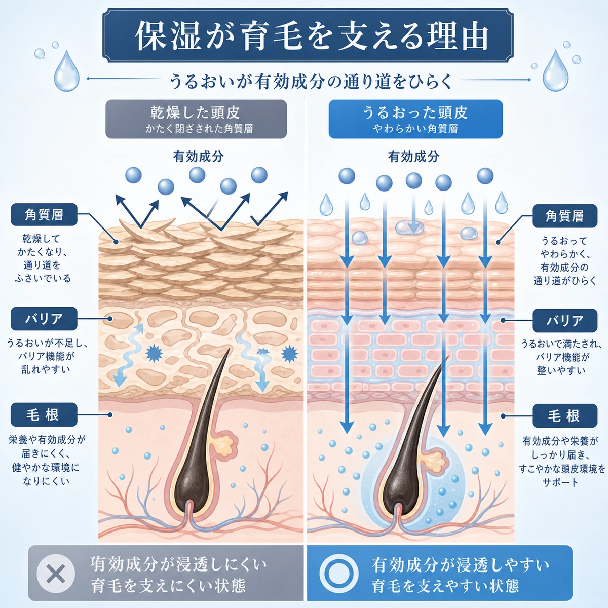 頭皮の断面で保湿が有効成分の浸透を助ける仕組みを表した医療イラスト