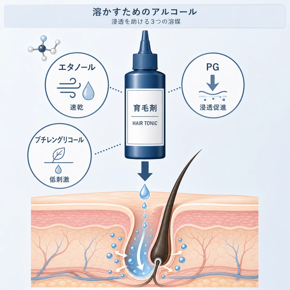 AGA用育毛剤にアルコール溶媒が配合され頭皮へ浸透する仕組みを表した医療イラスト