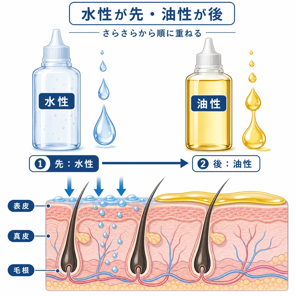 水性と油性の育毛剤のテクスチャーの違いと塗る順番を対比した医療イラスト
