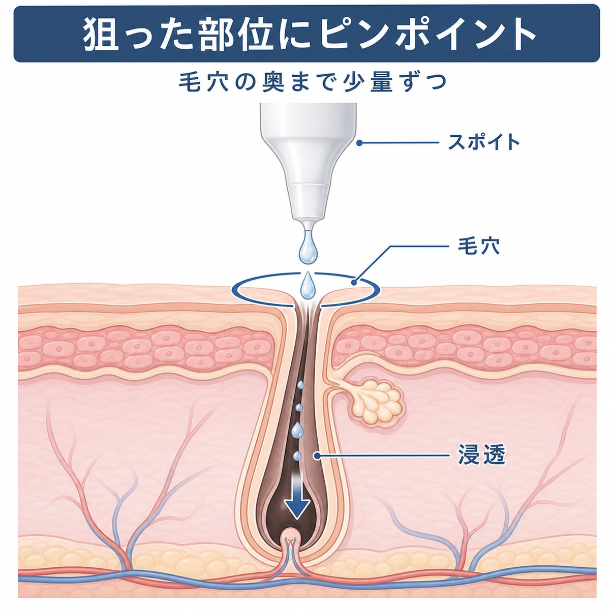 ドロッパー式の液が毛穴へ真下に浸透するしくみを表した頭皮断面イラスト