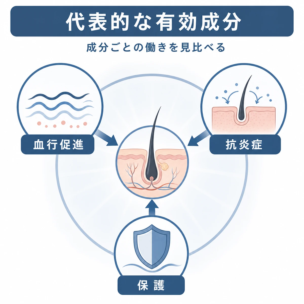 育毛剤の代表的な有効成分が血行促進や抗炎症など毛根へ働きかける仕組みを表した医療イラスト