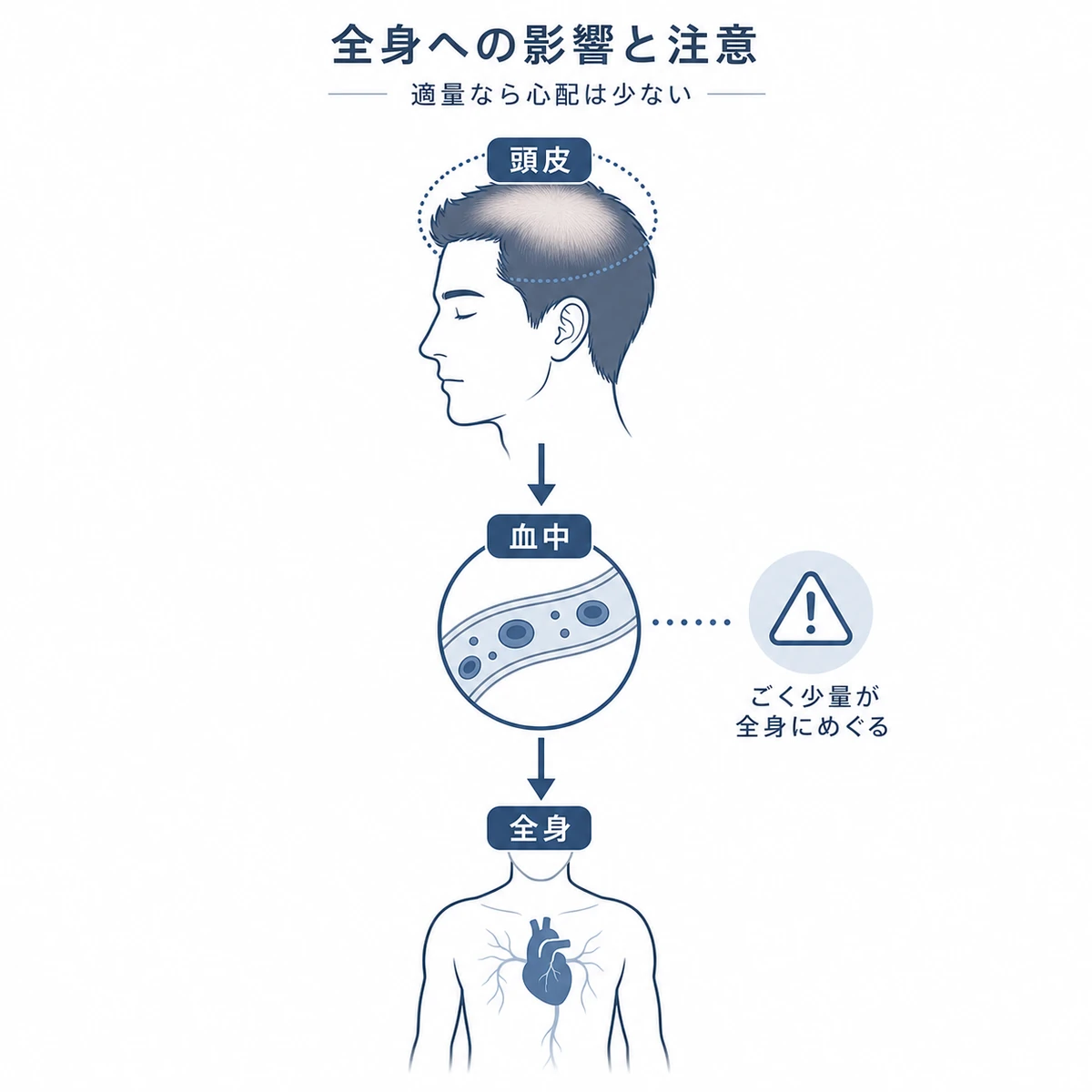 育毛剤の成分が頭皮から血中を経て全身へ届く経路を冷静に表した医療イラスト
