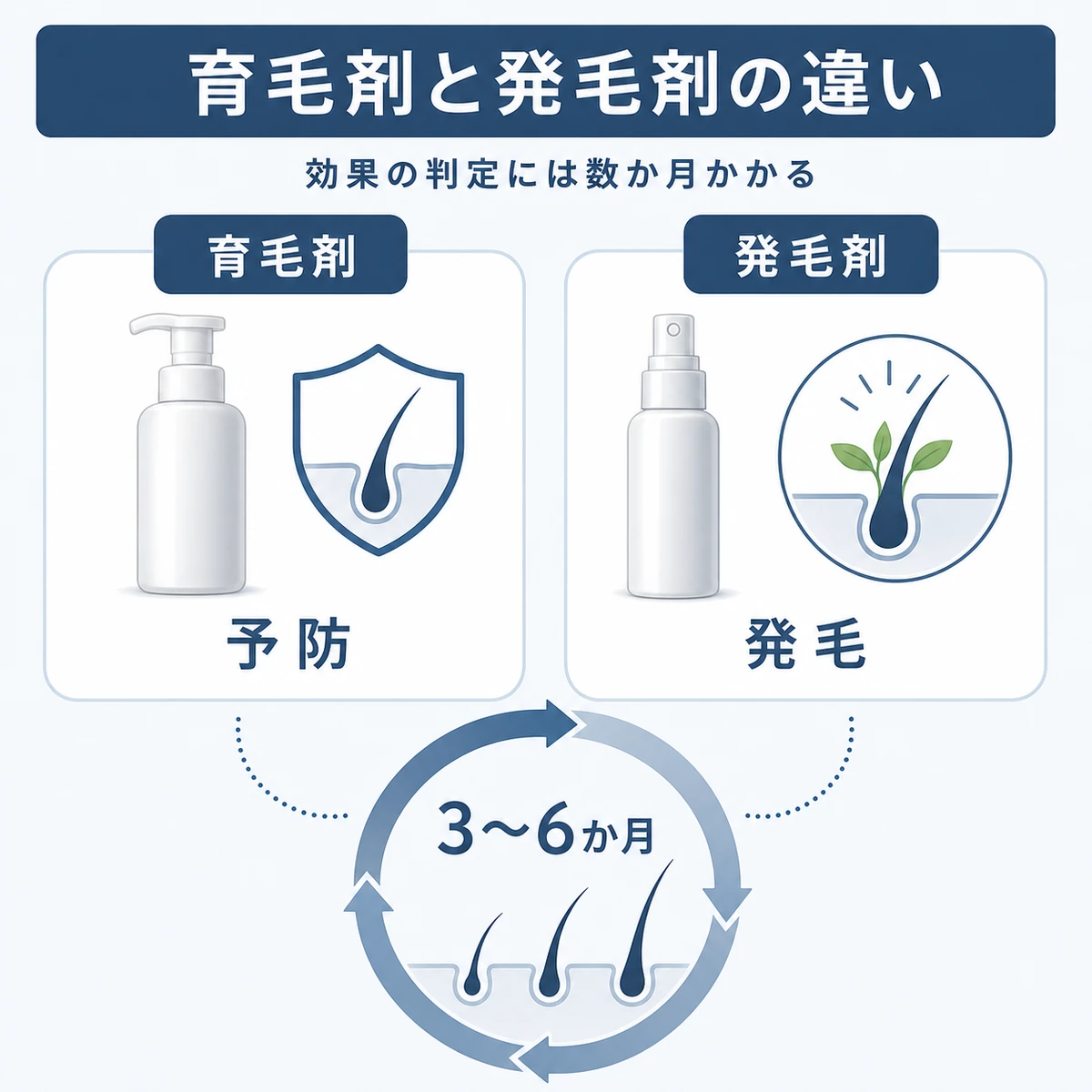 育毛剤と発毛剤の目的の違いと効果判定にかかる期間を表した医療イラスト
