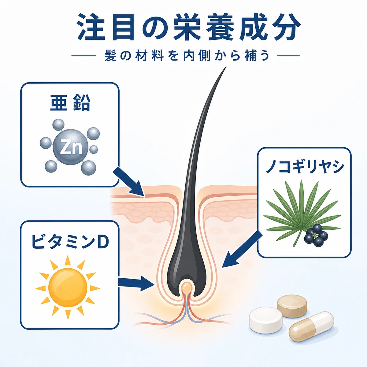 亜鉛やビタミンDなどの成分が髪の毛根に働きかける相関を表した医療イラスト