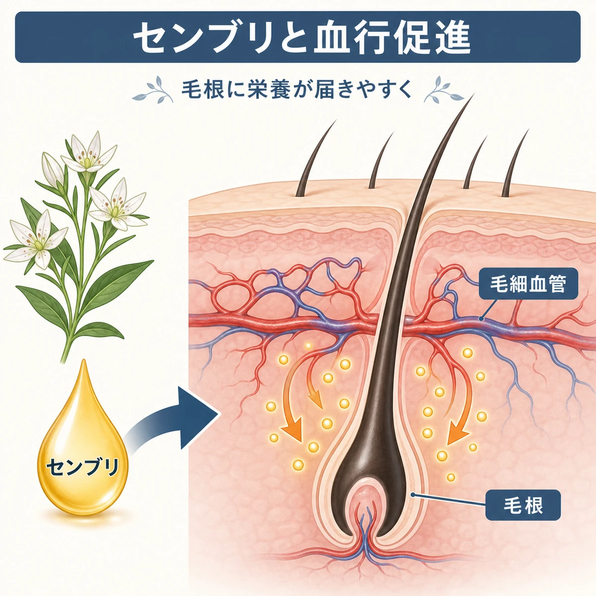 センブリエキスが頭皮の血管を広げ毛根へ栄養を届ける仕組みを表した医療イラスト