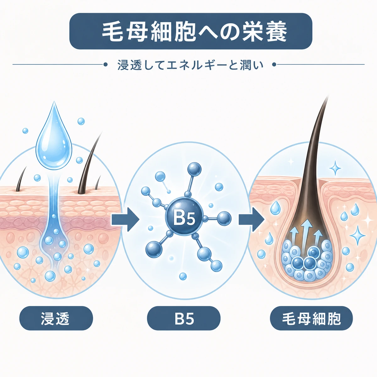 パントテニルエチルエーテルが浸透して毛母細胞にエネルギーと潤いを届ける流れを表した医療イラスト