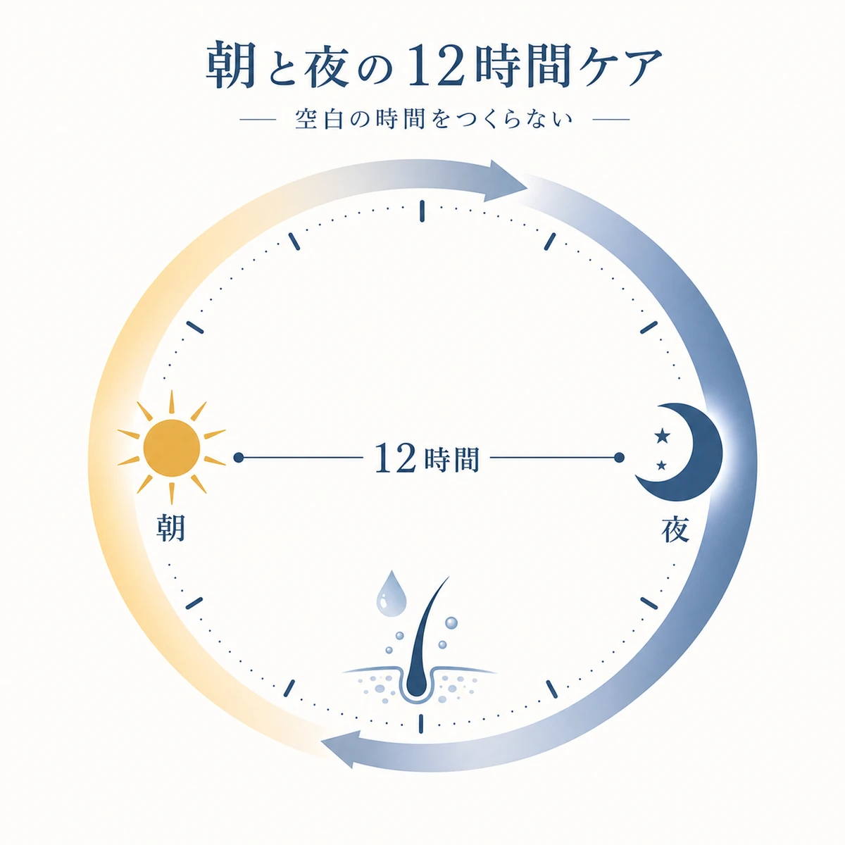 朝と夜の12時間おきの塗布で成分が安定供給される様子を24時間の円環で表した育毛イラスト