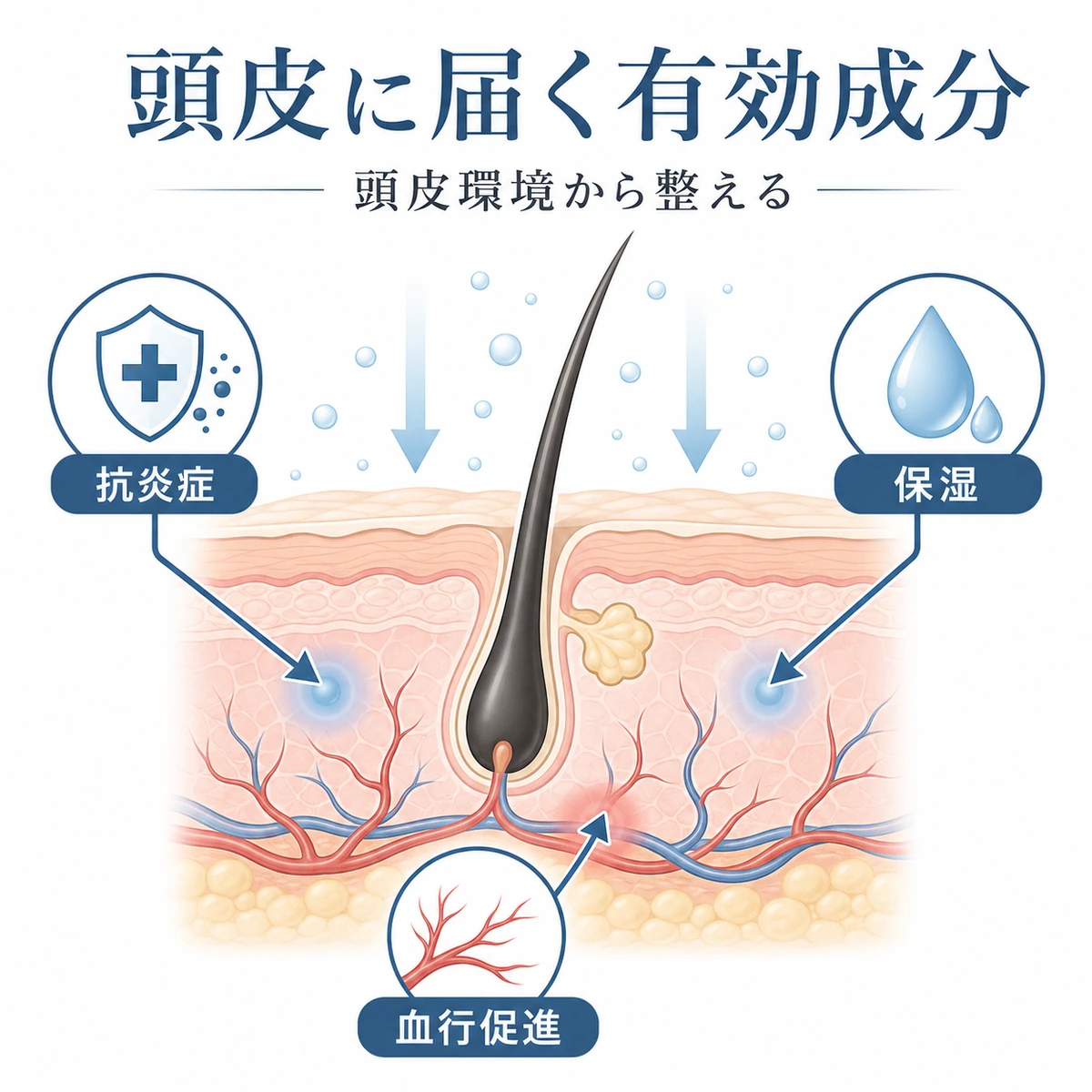 頭皮の断面と有効成分が毛根に届くしくみを表した医療イラスト