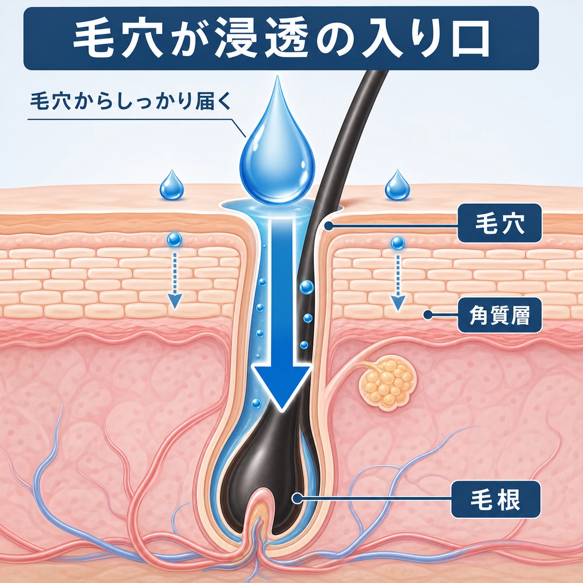 毛穴から育毛剤の有効成分が頭皮の奥へ浸透していく経路を断面図で表した育毛イラスト