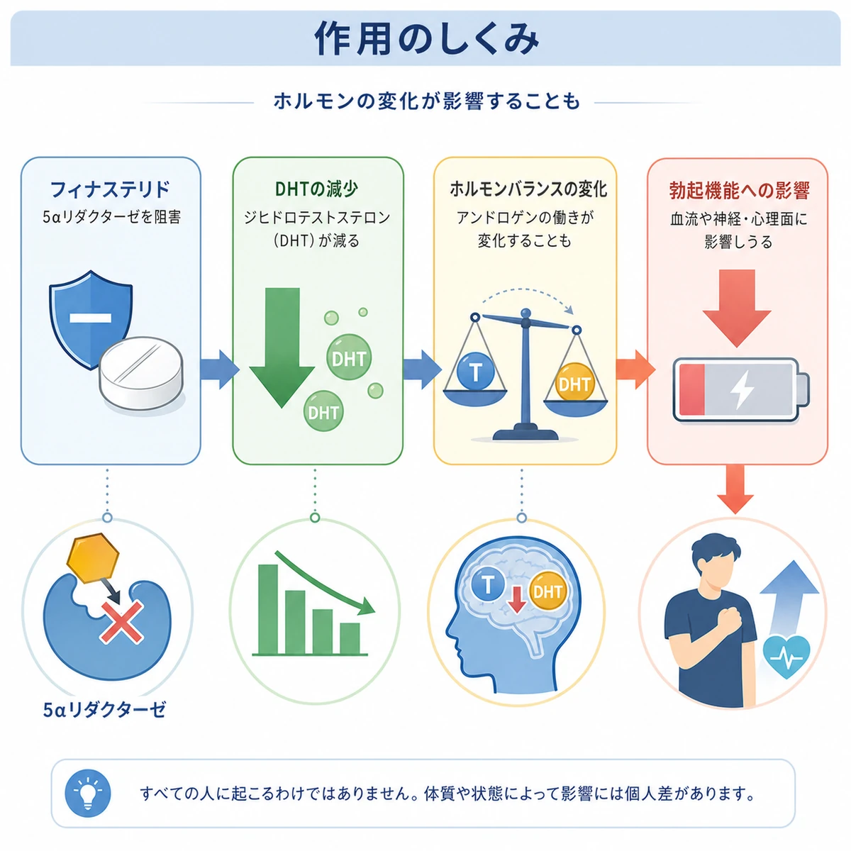 育毛剤の成分がDHTを抑えて活力に影響しうる流れを表した医療イラスト