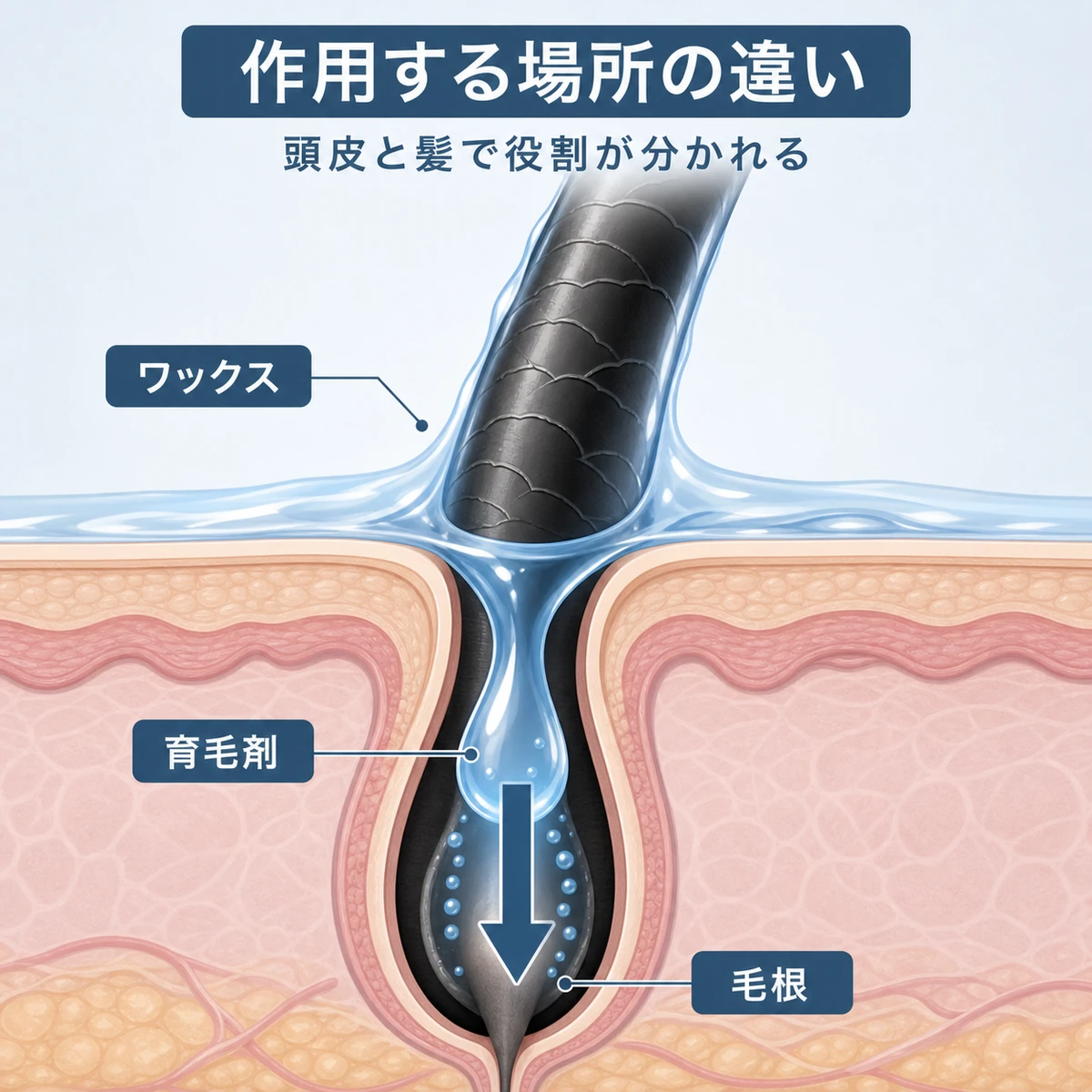 頭皮に浸透する育毛剤と髪を包むワックスの作用位置の違いを表した断面図イラスト