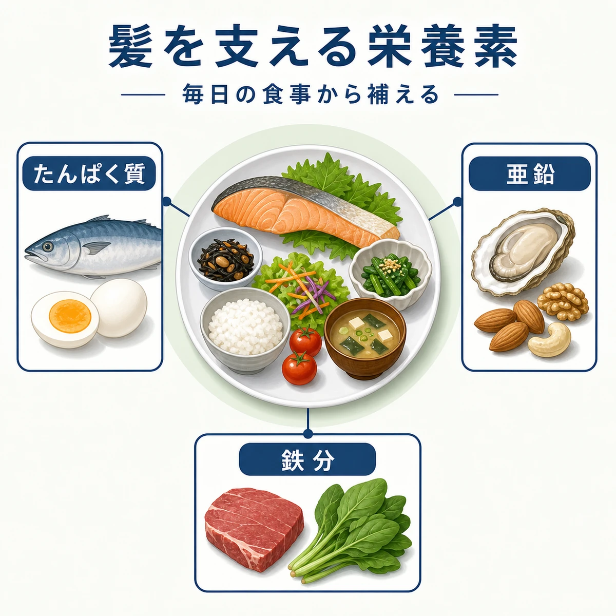 髪の健康を支えるたんぱく質や亜鉛などの栄養素を食材とともに表した医療イラスト