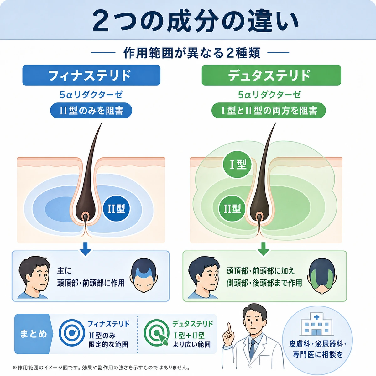 フィナステリドとデュタステリドの作用範囲の違いを比較した医療イラスト