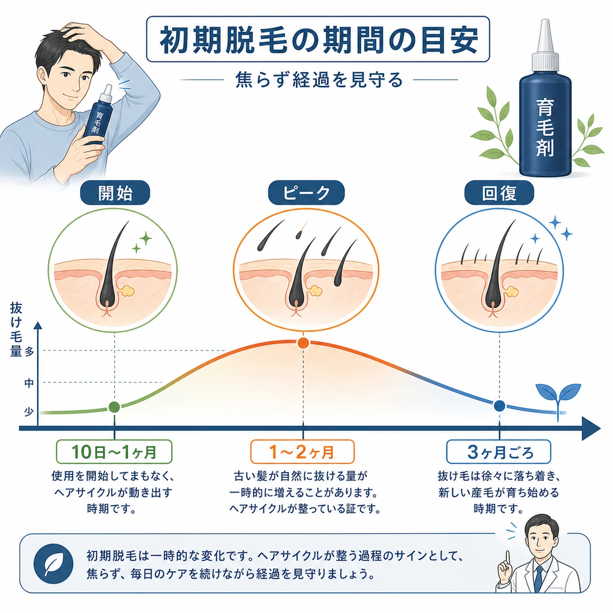 使用開始からピークを経て回復に向かう初期脱毛の期間の目安を左から右へ示した医療イラスト