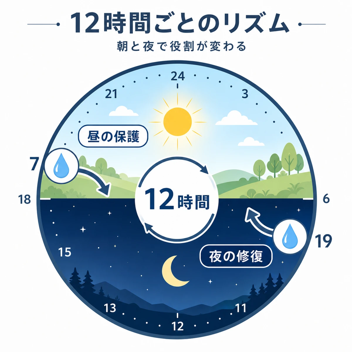 朝と夜の12時間間隔で育毛剤を塗り成分を補い続けるサイクルを表した医療イラスト
