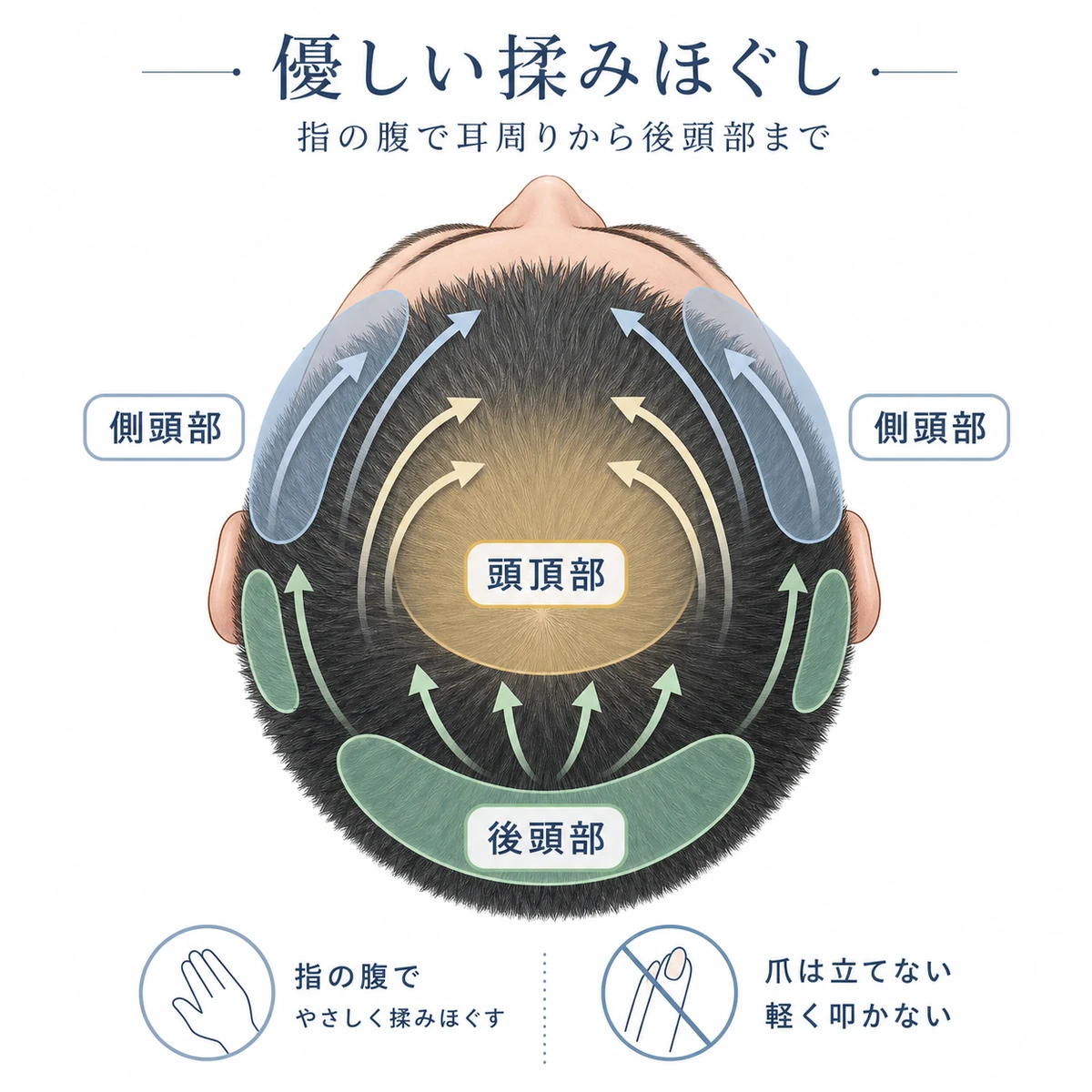 成人男性の頭皮を側頭部から後頭部まで指の腹で揉みほぐし血行を促す範囲を表した医療イラスト