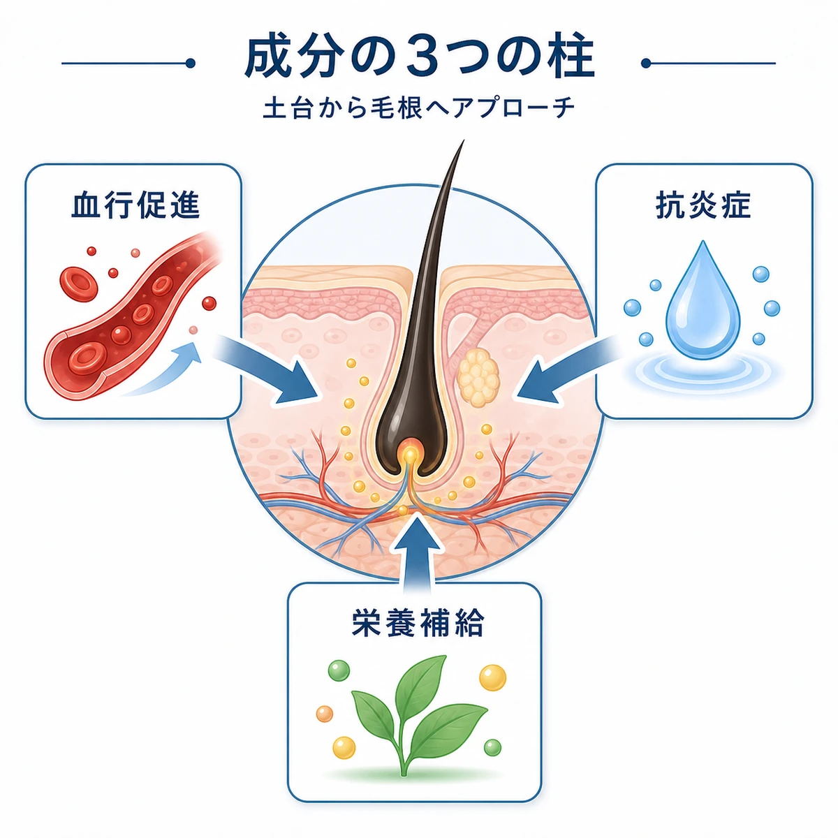 育毛剤の血行促進・抗炎症・栄養補給という3つの成分の柱が毛根へ働きかける様子を表した医療イラスト