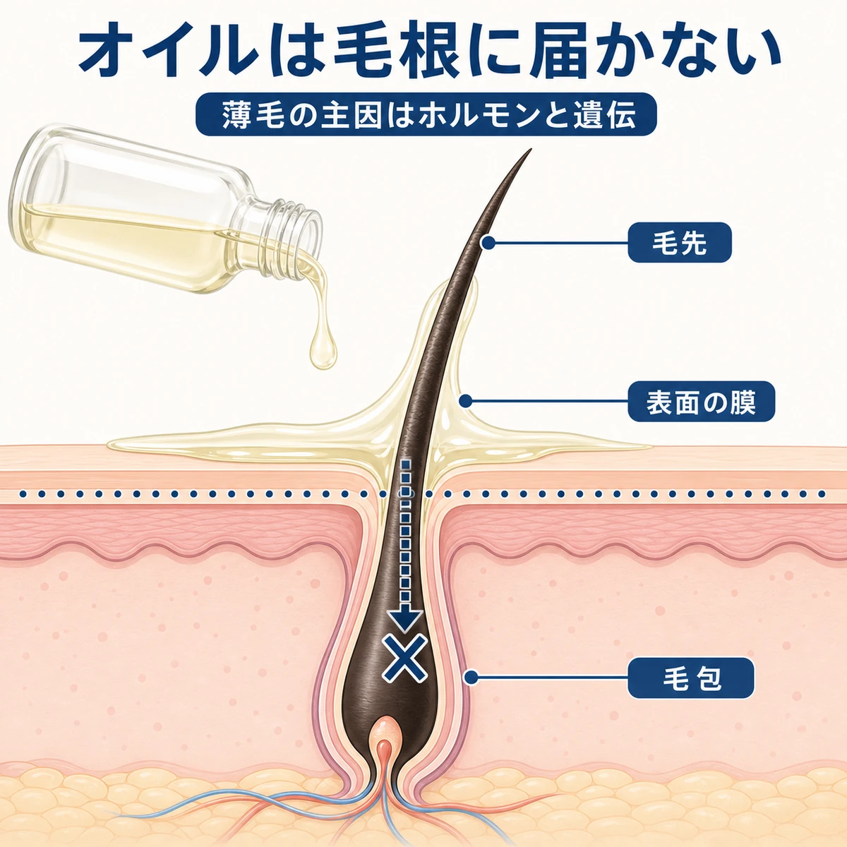 ヘアオイルが髪表面にとどまり毛根まで届かない仕組みを表した断面イラスト