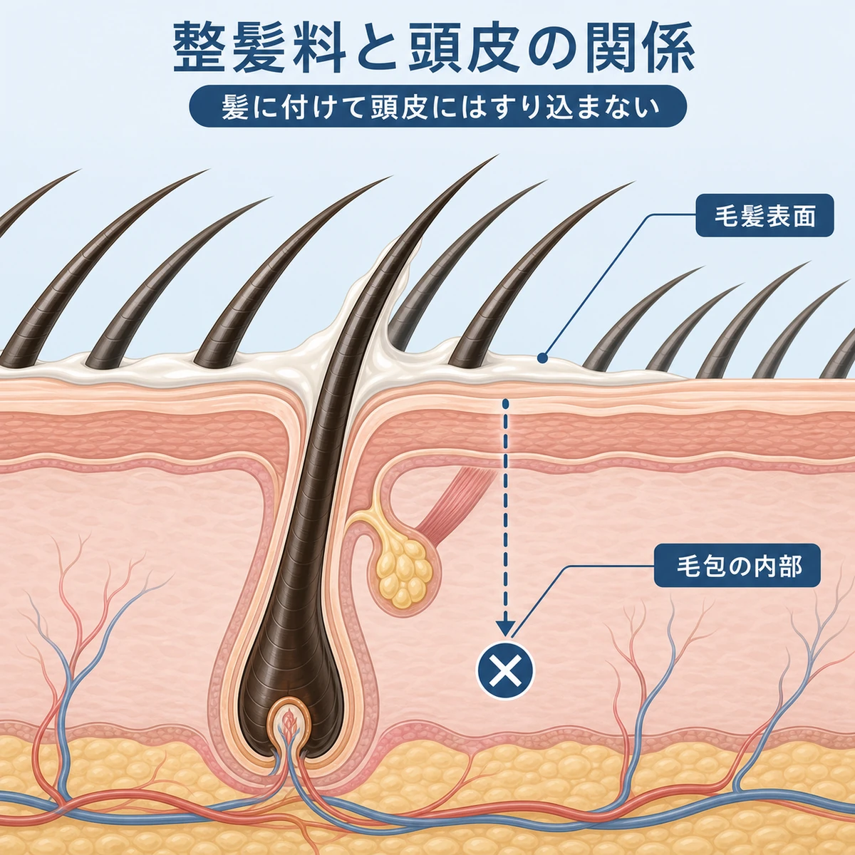 整髪料が毛髪表面にとどまり毛包の内部には届かないしくみを表した頭皮の断面イラスト