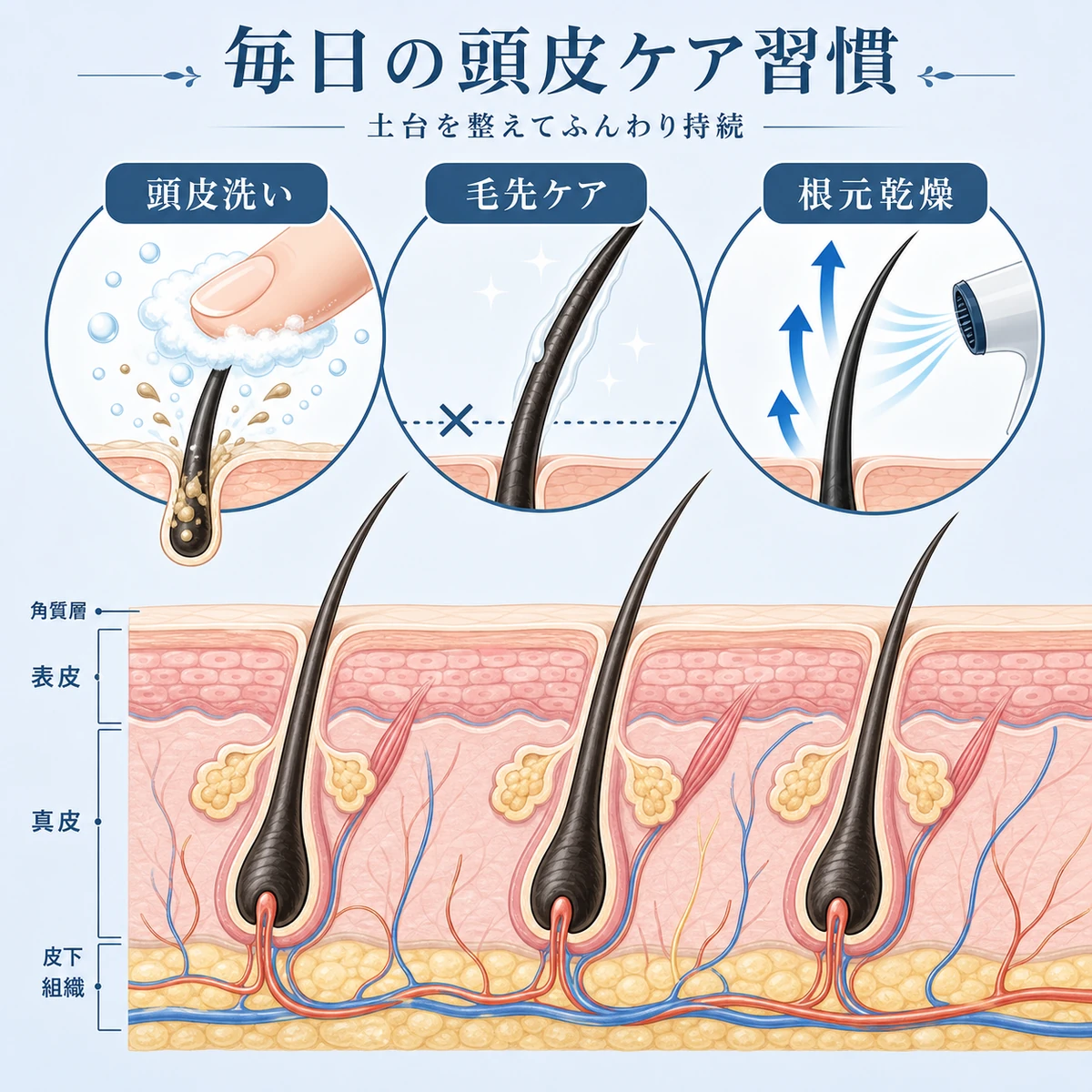 頭皮の断面図で毎日のシャンプー・毛先ケア・根元乾燥のポイントを表したイラスト