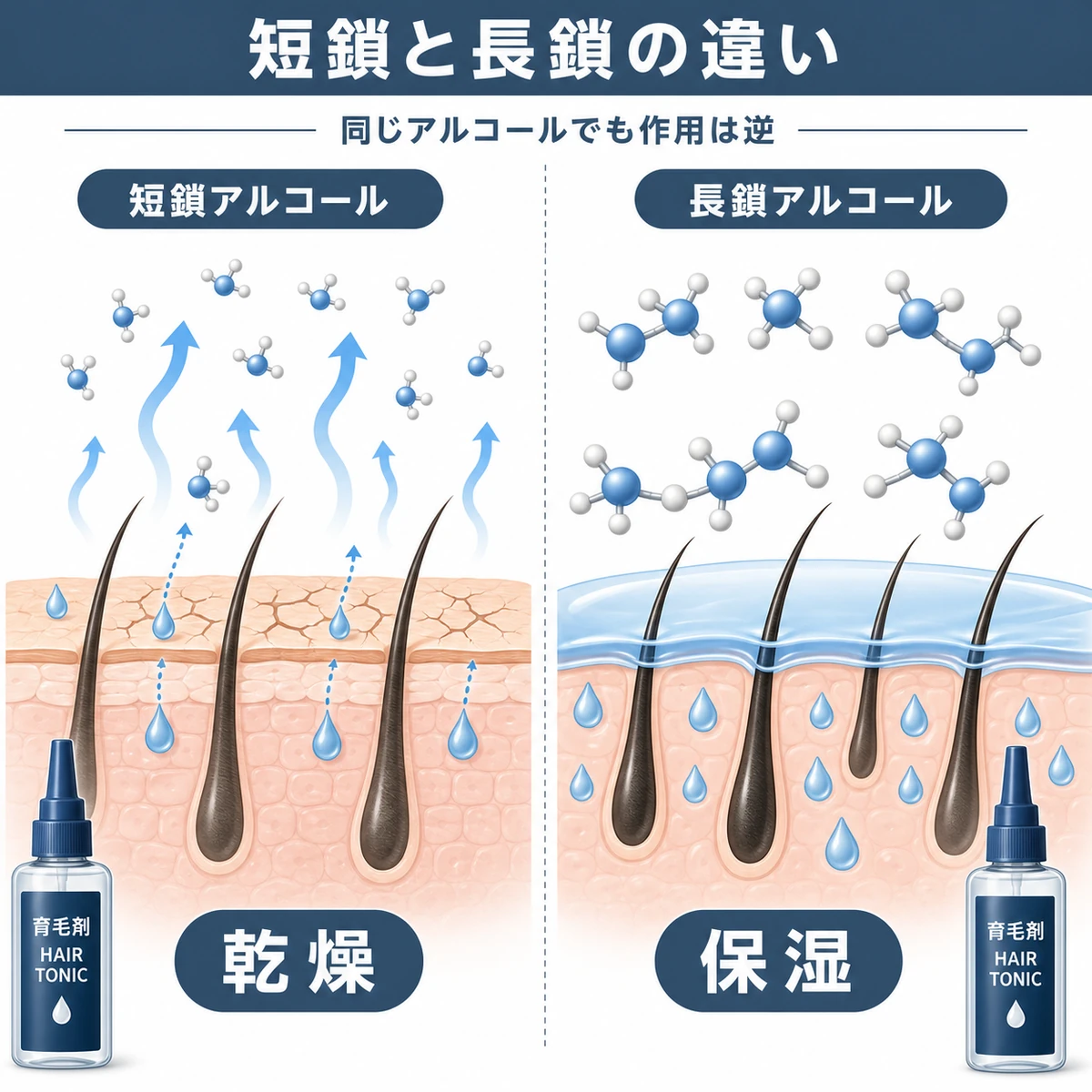 短鎖アルコールが乾燥を招き長鎖アルコールが保湿に働く違いを左右で対比した医療イラスト