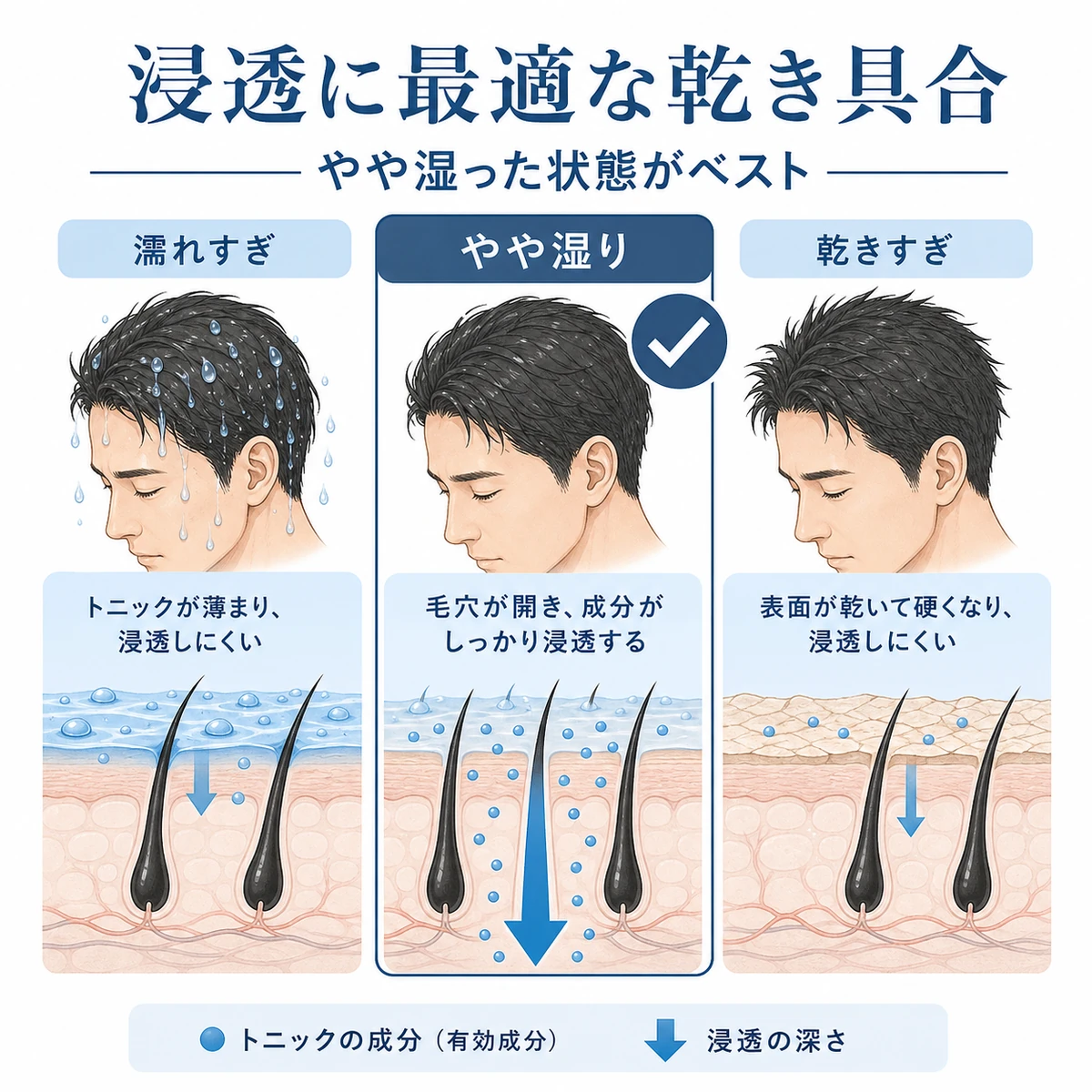 びしょ濡れと完全乾燥の間のやや湿った頭皮が育毛剤の浸透に最適であることを表した医療イラスト