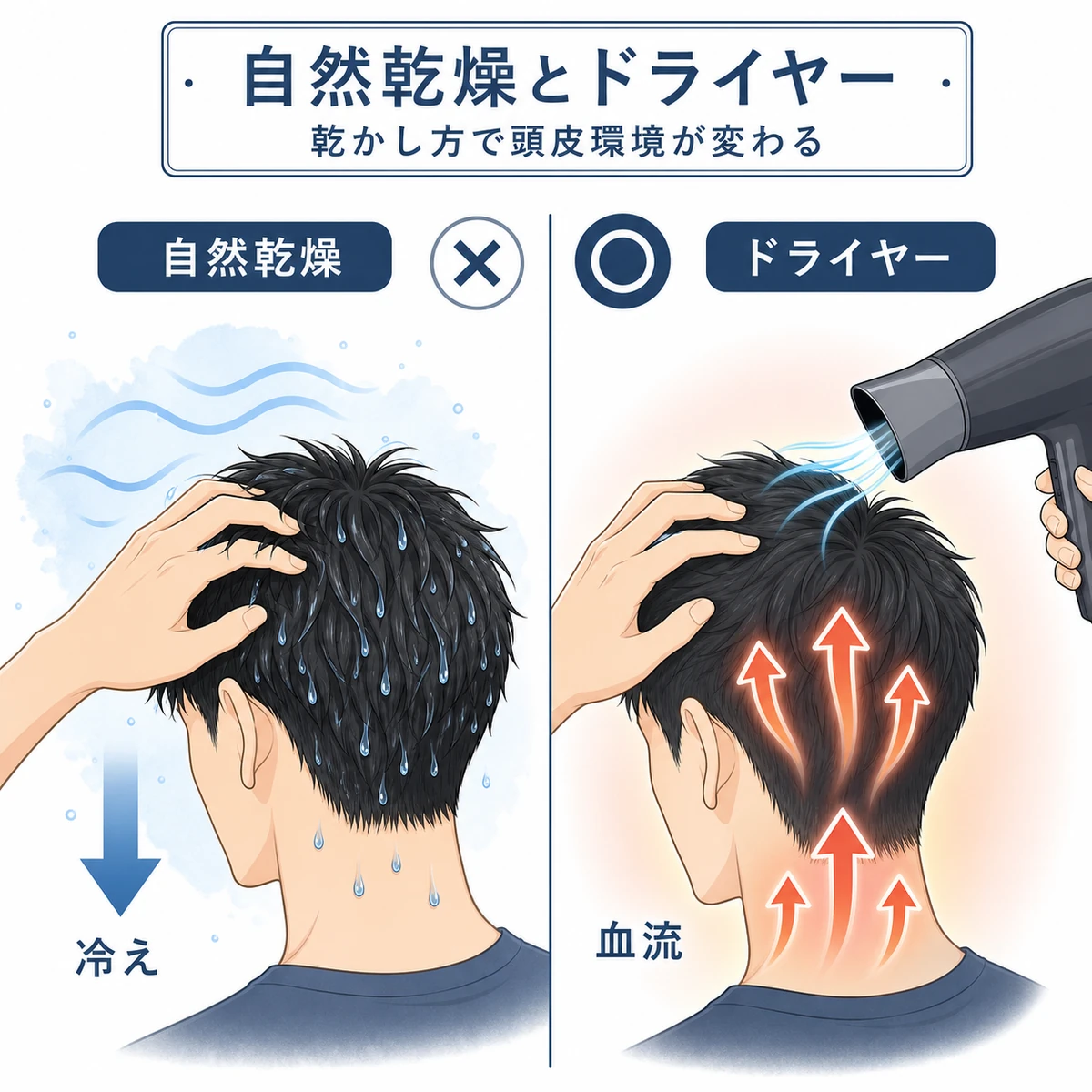 育毛剤塗布後の自然乾燥とドライヤーで頭皮環境がどう違うかを対比した医療イラスト
