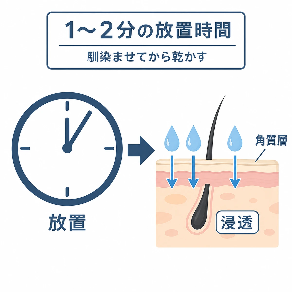 育毛剤塗布後に1〜2分置いて成分が角質層へ浸透していく流れを時計と断面で表した医療イラスト