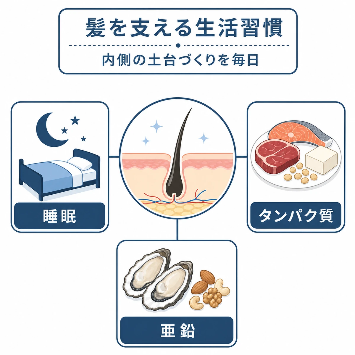 睡眠やタンパク質・亜鉛など髪を支える生活習慣の要素を中央から放射状に配した医療イラスト