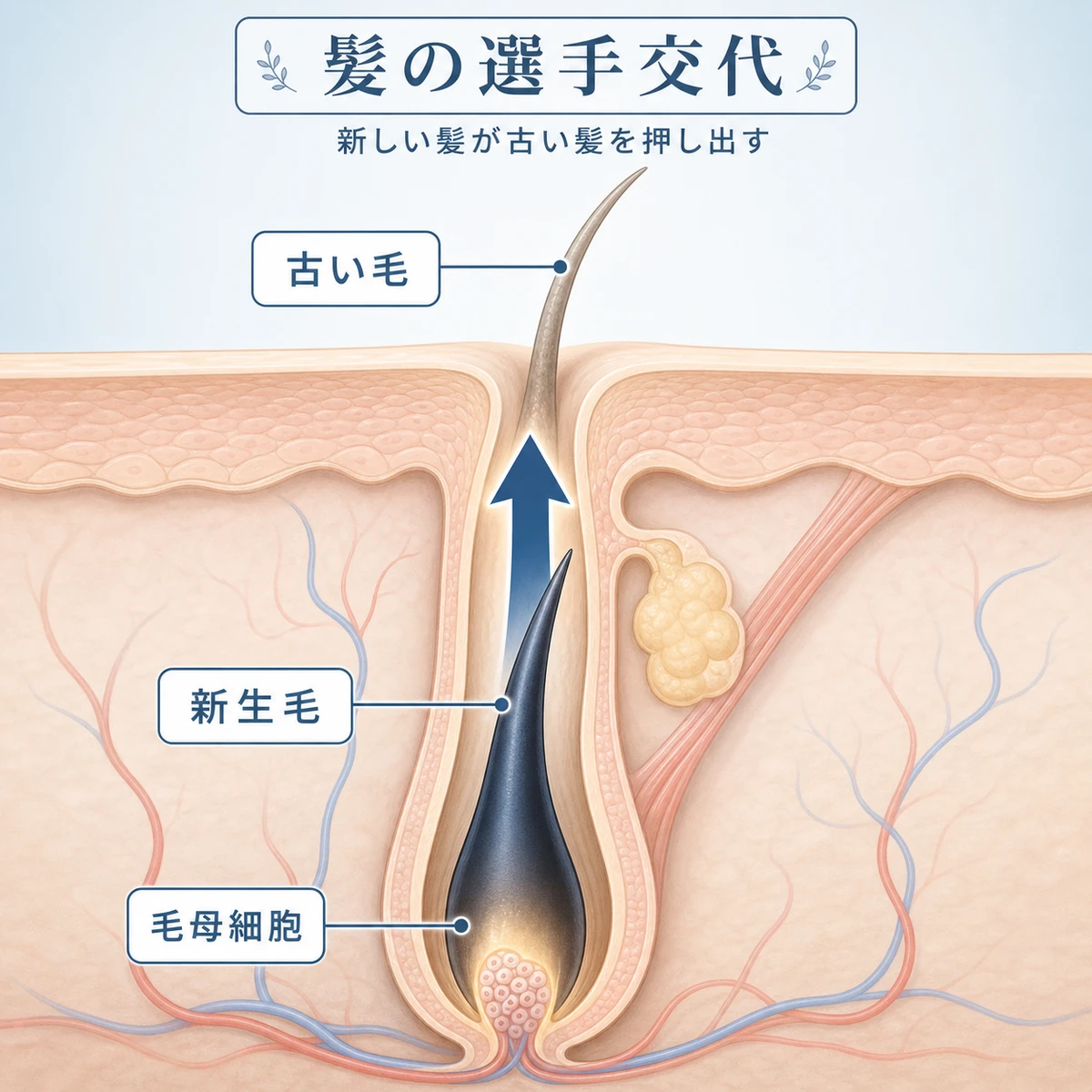 毛穴の奥で育つ新生毛が古い髪を下から押し上げて抜けさせる仕組みを表した医療イラスト