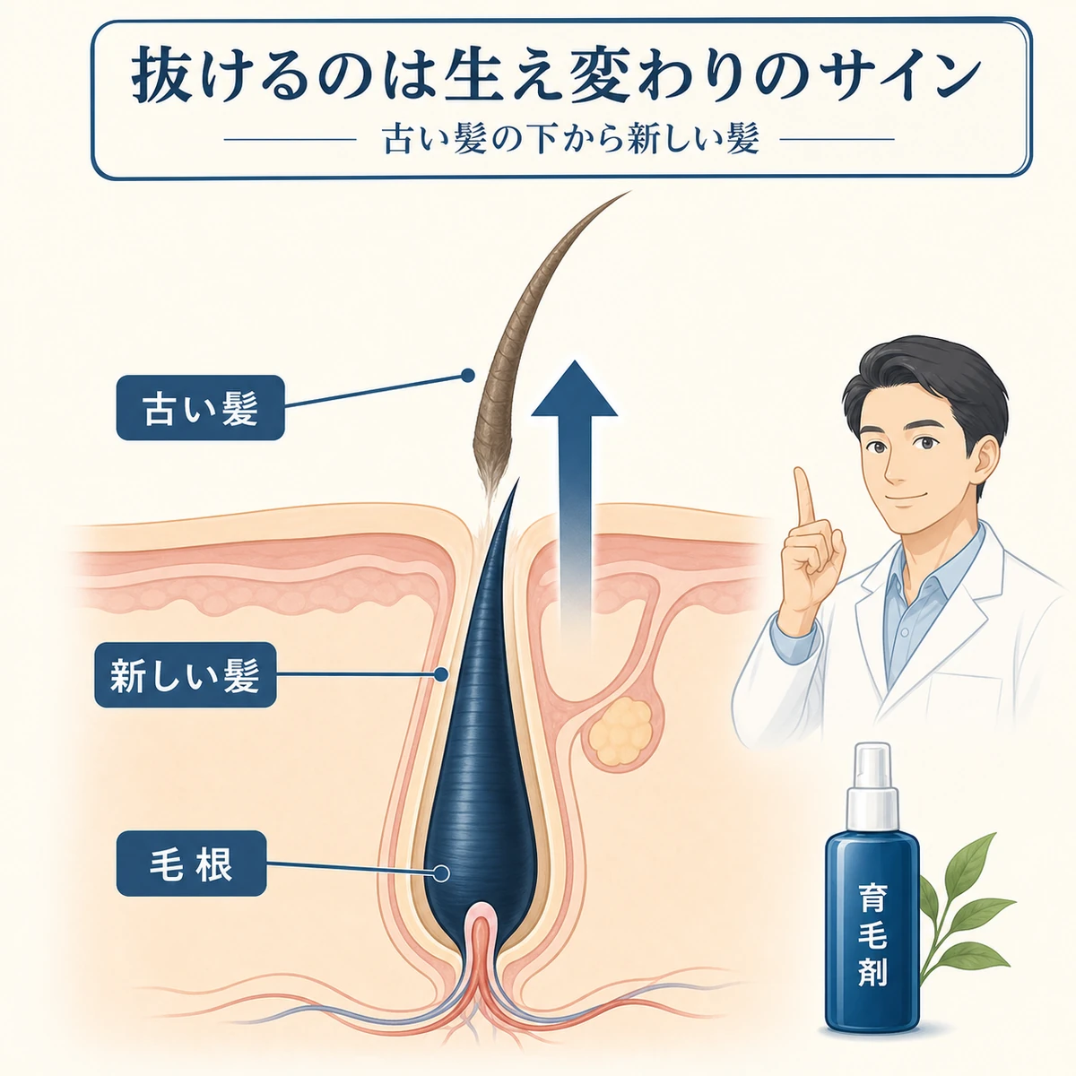 古い髪の下から新しい髪が押し上げるヘアサイクルの仕組みを表した医療イラスト