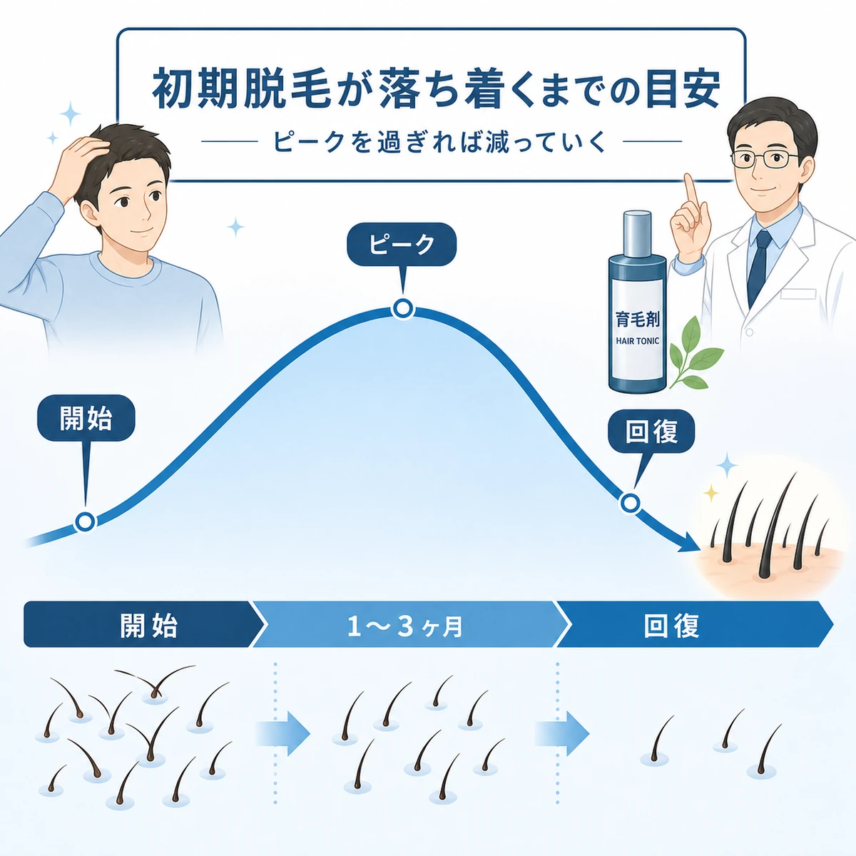 初期脱毛の抜け毛がピーク後に減っていく期間の目安を表した医療イラスト