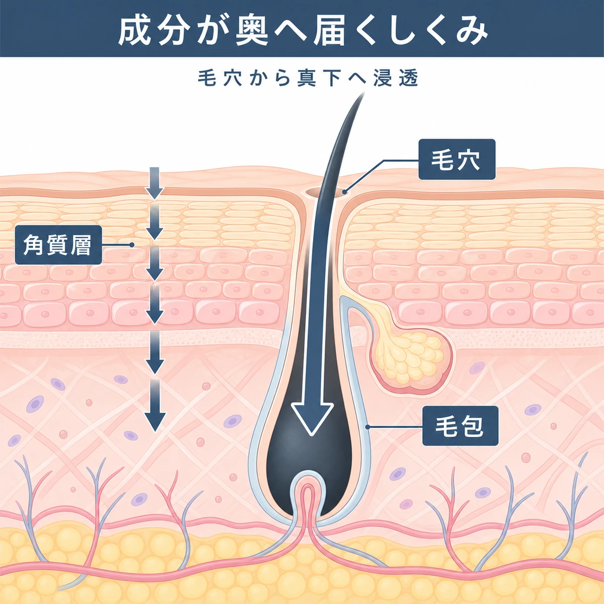 角質層と毛穴の2つの経路から成分が頭皮の奥へ浸透する仕組みを表した育毛剤の断面イラスト