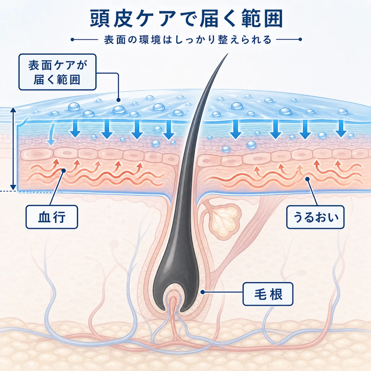 育毛剤が頭皮表面の環境を整えるはたらきを表した断面イラスト